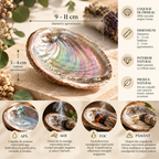 Cochilie naturală de abalone pentru fumigație – infografic despre cochilia de abalone